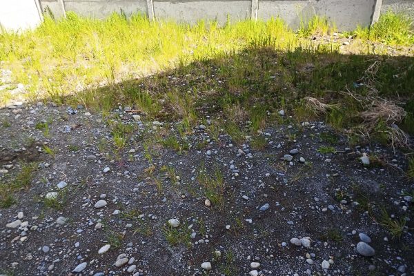 Proyecto de jardinería y pasto en rollo terminado